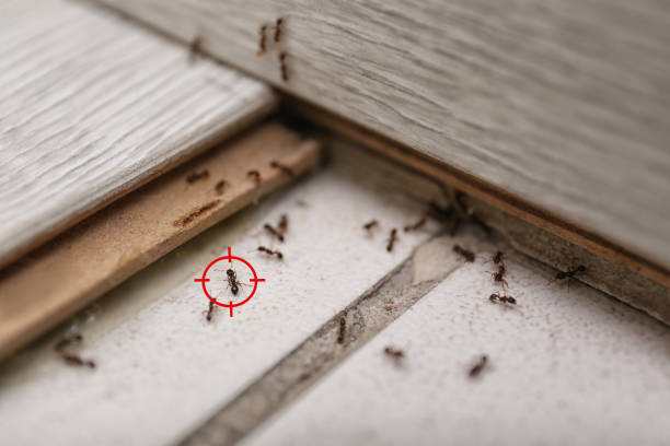 Best Spider Control Near Me  in Plymouth, WI